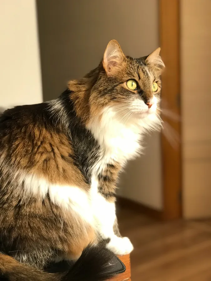 Bellota, gata de pelo largo atigrada con pecho blanco, iluminada por el sol