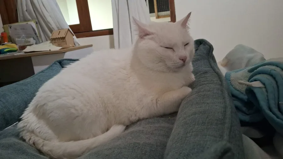 Copito, gato blanco, dormido sobre cojines de tela verde azulada