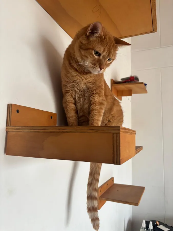 Galileo, gato naranja, sentado en una repisa de madera mirando hacia abajo