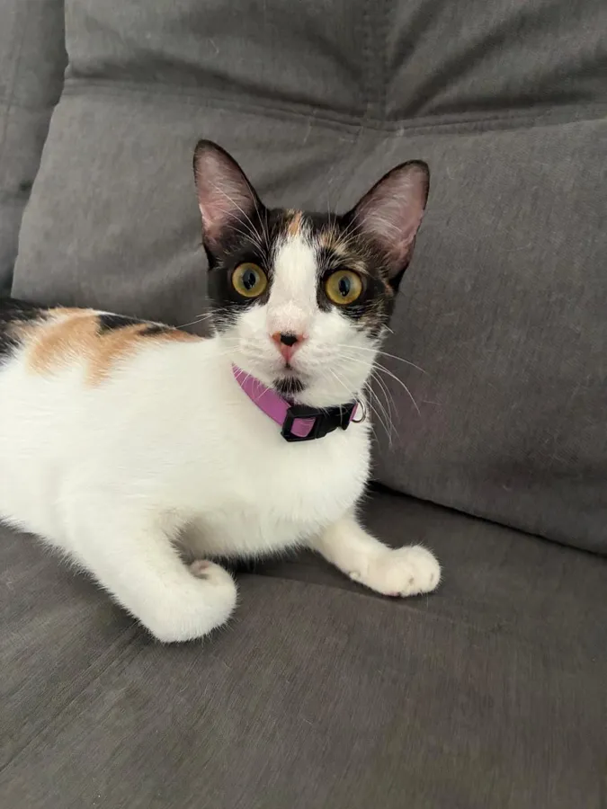 Lyra, gata tricolor con collar morado, sentada en un sofá gris