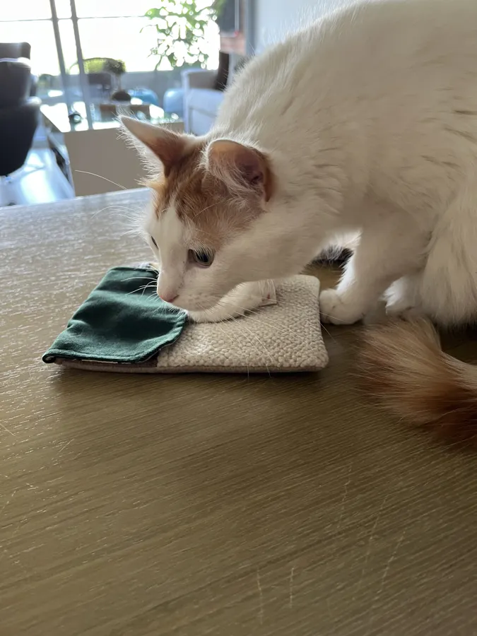 Orion, gato blanco con manchas naranjas, olfatea un producto Gatelier de solapa verde sobre la mesa