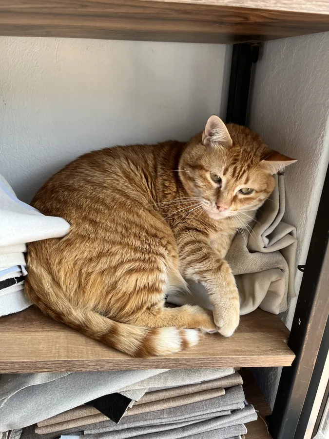Panchito, gato naranja atigrado, acurrucado sobre telas dobladas en un estante