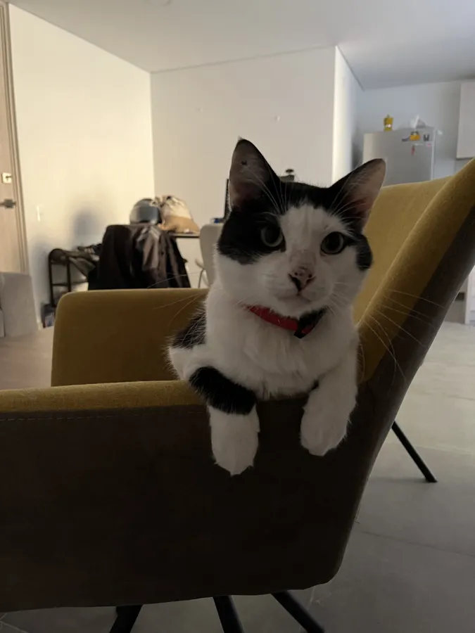 Pascual, gato blanco y negro con collar rojo, asomado sobre el respaldo de una silla